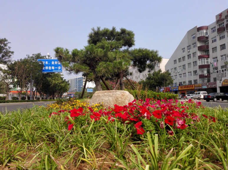 煙臺開發區黃河路（長江路—峨眉山路）改造綠化提升工程